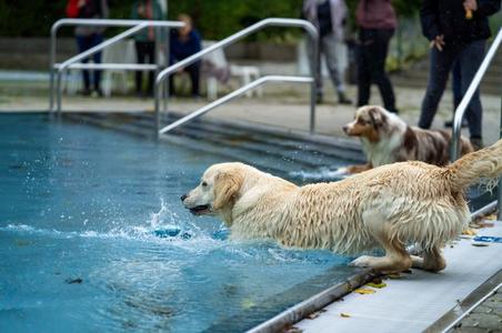 Ein nasser Golden Retriever springt in ein Schwimmbecken, ein weiterer Hund steht am Beckenrand, Menschen im Hintergrund