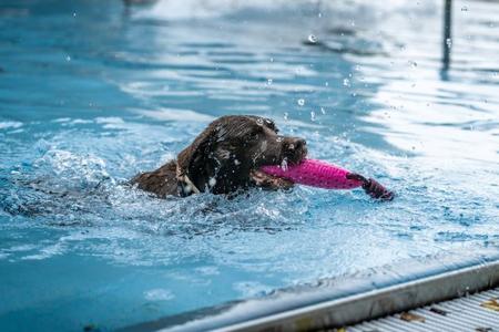 Brauner Hund schwimmt im Pool und hält ein pinkes Spielzeug im Maul