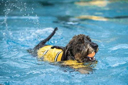 Brauner Hund mit gelber Weste schwimmt im Becken und hält Spielzeug im Maul