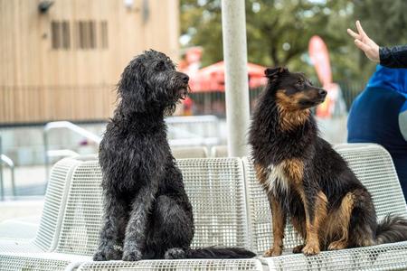 Zwei Hunde sitzen aufmerksam auf einer weißen Bank, eine Person gibt ein Zeichen mit zwei Fingern 