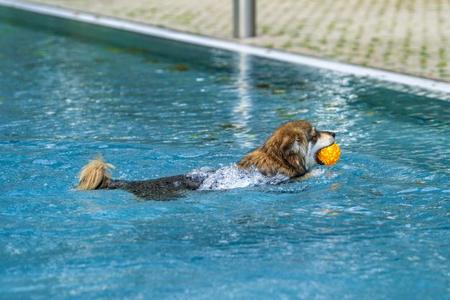 Hund schwimmt im Pool und trägt einen orangefarbenen Ball im Maul