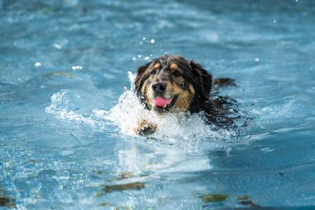 Schwarzer Hund mit brauner Schnauze schwimmt im Wasser und hat einen violetten Ball im Maul