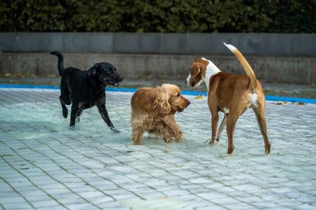 Drei Hunde unterschiedlicher Rassen spielen im flachen Wasser, ein schwarzer, ein brauner und ein weiß-brauner Hund