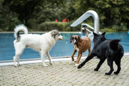 Drei Hunde unterschiedlicher Rassen spielen am Rand eines Schwimmbeckens im Freien