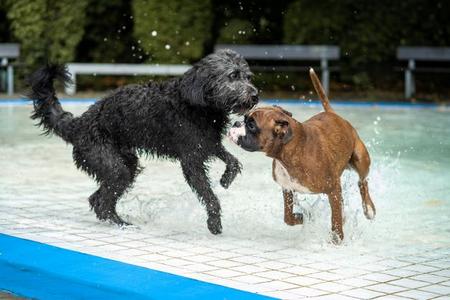 Schwarzer, lockiger Hund und brauner Hund mit kurzem Fell spielen im flachen Wasser eines Pools