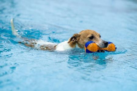 Hund schwimmt im Wasser und trägt ein blau-oranges Spielzeug im Maul
