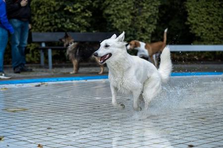Weißer Hund läuft fröhlich durch flaches Wasser mit weiteren Hunden und Menschen im Hintergrund