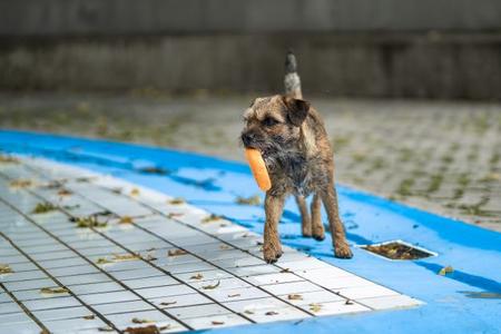 Kleiner brauner Hund trägt ein orangefarbenes Spielzeug im Maul auf gepflastertem Boden neben einem leeren Schwimmbecken