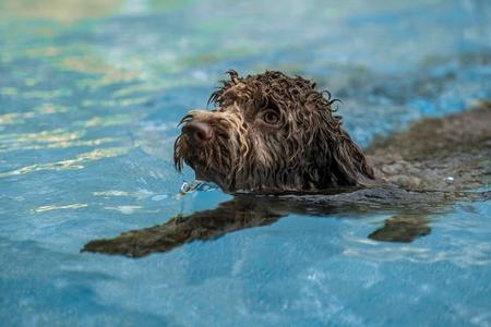 Brauner Hund mit lockigem Fell schwimmt im Wasser, nur Kopf und Pfoten sichtbar
