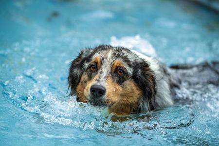 Australian Shepherd schwimmt konzentriert im Wasser