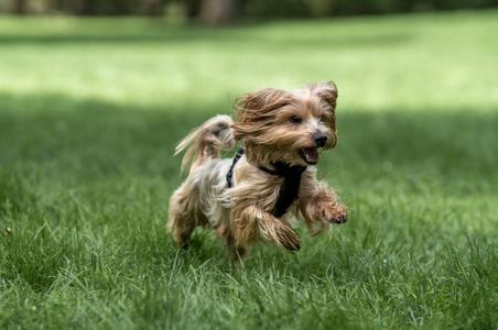 Kleiner langhaariger Hund mit schwarzem Geschirr läuft auf grünem Gras