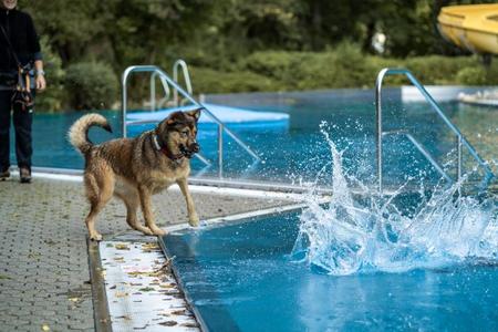 Hund steht am Rand eines Schwimmbeckens und beobachtet Wasserspritzer im Becken