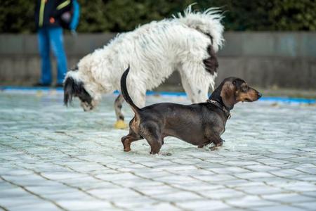 Ein kleiner schwarzer Dackel mit Halsband läuft im seichten Schwimmbeckenbereich neben einem großen weißen Hund mit schwarzen Flecken.
