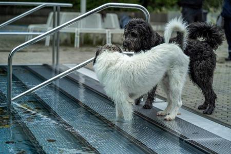 Zwei Hunde, ein weißer und ein schwarzer, stehen an einem Pool mit Metalltreppe und schauen ins Wasser