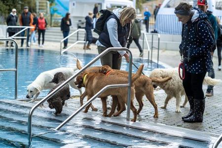 Mehrere Hunde unterschiedlicher Rassen stehen am Rand eines Schwimmbeckens, zwei Personen beobachten sie