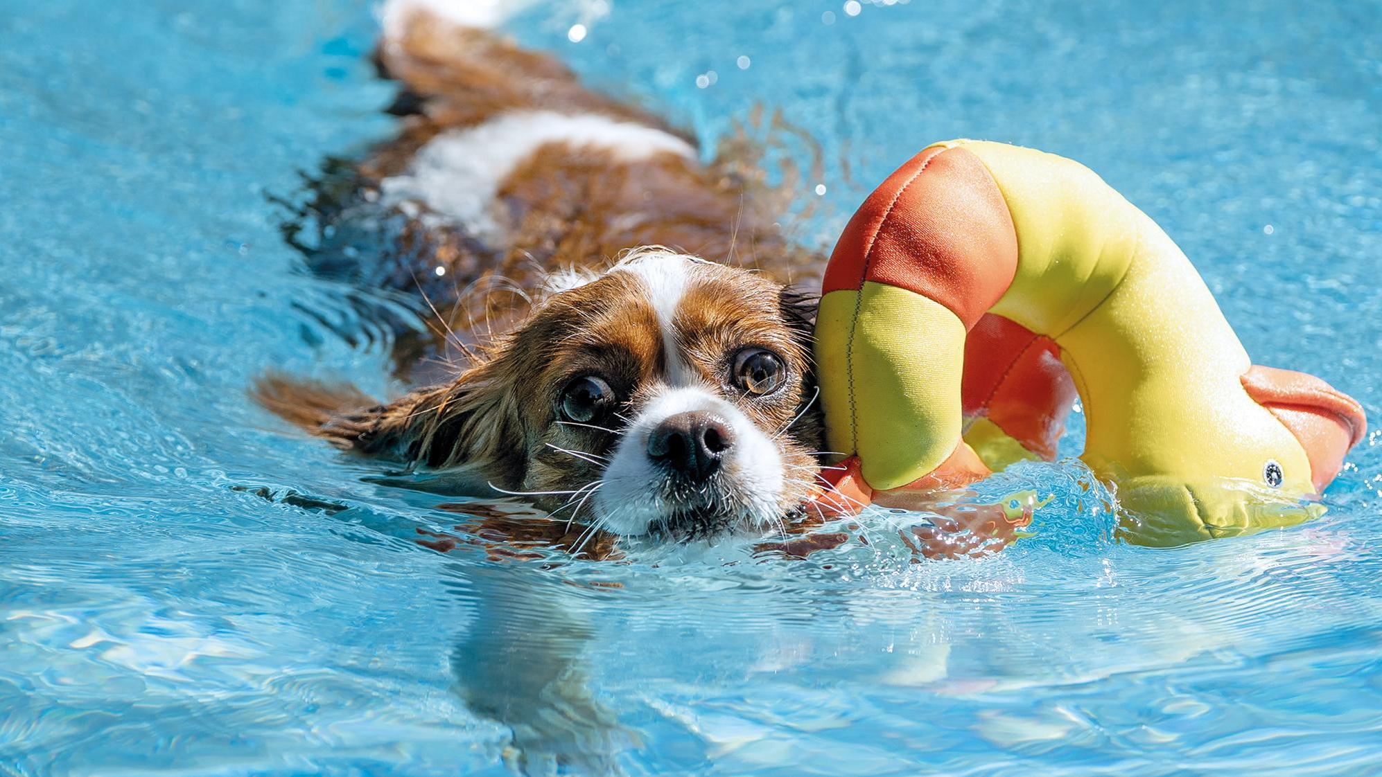 Braun-weißer Hund schwimmt im Wöhrdbad neben einem gelb-roten Schwimmspielzeug in Entenform.