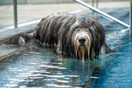 Großer, langhaariger Hund mit nassem Fell und blauer Haarklammer steht im Wasserbecken