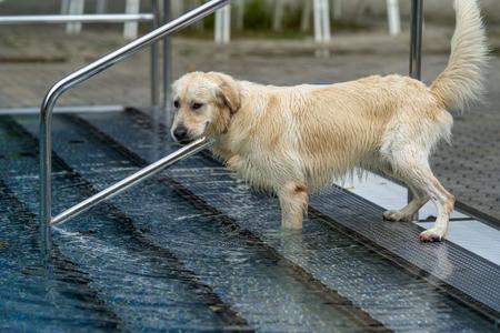 Ein Labrador Retriever steht mit den Vorderpfoten im Wasser eines Pools an einer Metalltreppe.